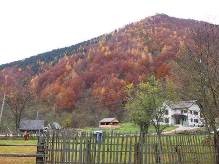 Pensiunea Valea Pinului Rau Sadului Bagian luar foto