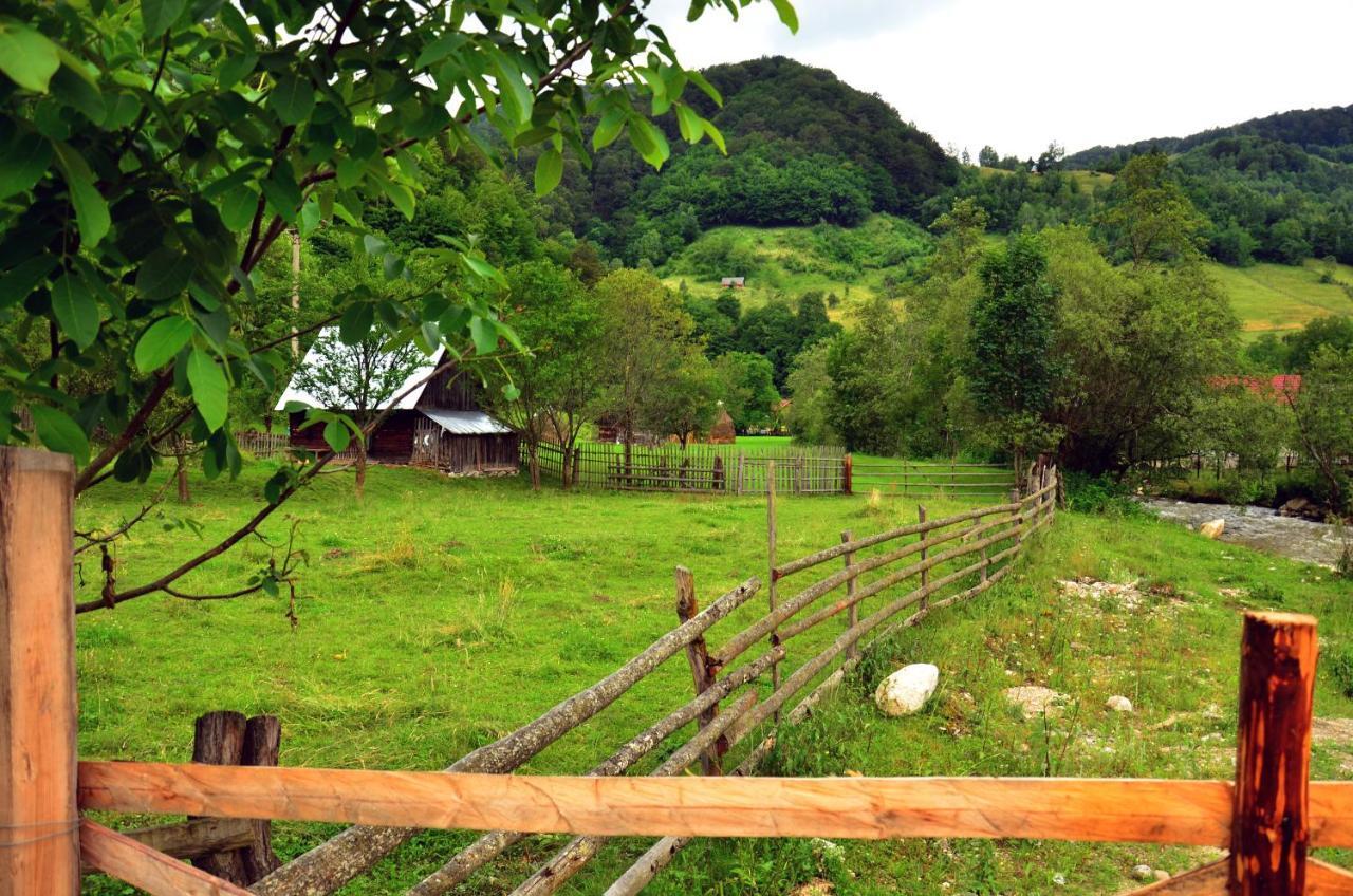 Pensiunea Valea Pinului Rau Sadului Bagian luar foto